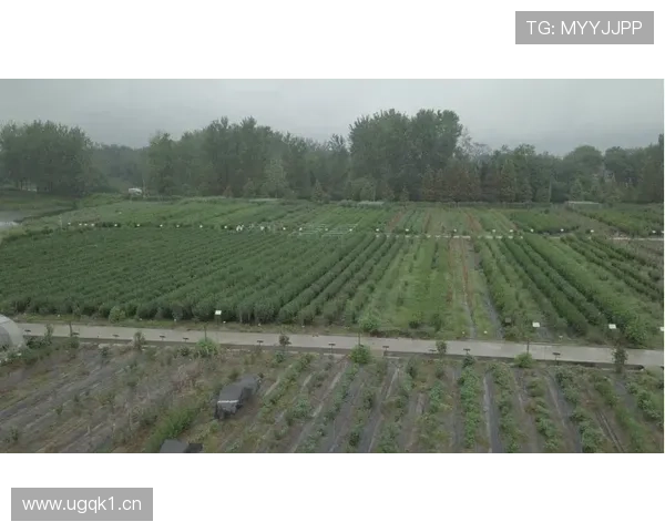 突破传统界限 引领时代风潮 成功女性企业家的创新之路与领导智慧